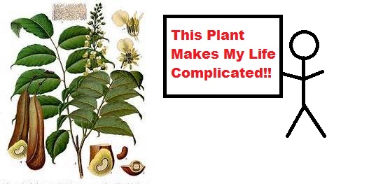 This Plant Makes My Life Complicated